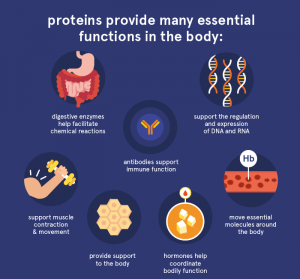 What are proteins used for
