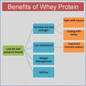 Potential Benefits Of Whey Protein Powder